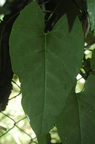 <i>Reynoutria multiflora</i> Species of flowering plant in the buckwheat family Polygonaceae