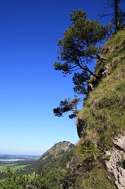 P. mugo nothosubsp. rotundata, Alpes bavaroises, Allemagne.