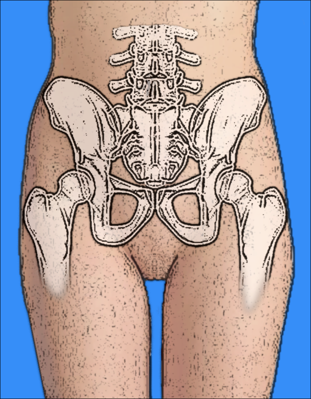 Pelvis Wikiwand