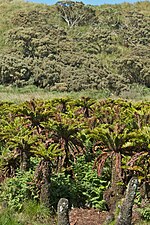 Vignette pour Blechnum palmiforme