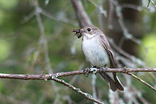 Adult female in Finland Ficedula hypoleuca -Finland -female-8.jpg