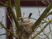 Nesting fieldfares (Turdus pilaris) and great grey shrikes apparently cooperate to protect their offspring from predators Fieldfare 4.jpg