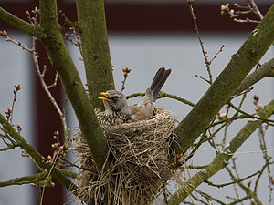 Great Grey Shrike