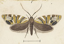 Illustration by George Hudson Fig 1 MA I437895 TePapa Plate-XXXIV-The-butterflies full (cropped).jpg