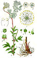 Filipendula ulmaria plate 12