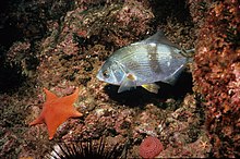 Fish4623 - Flickr - NOAA Fotoğraf Kitaplığı.jpg
