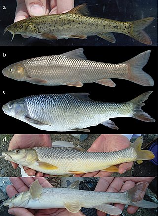 <i>Barbus cyri</i> Species of fish