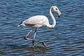 Flamant rose à Walvis Bay, Namibie. Aout 2018.