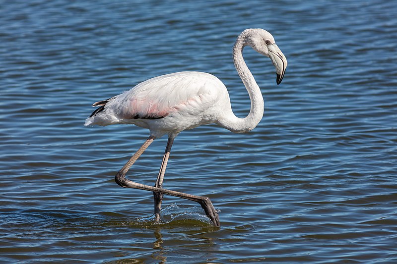 File:Flamenco común (Phoenicopterus roseus), Walvis Bay, Namibia, 2018-08-05, DD 30.jpg