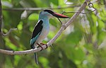 Thumbnail for File:Flickr - Rainbirder - Blue-breasted Kingfisher (Halcyon malimbica).jpg