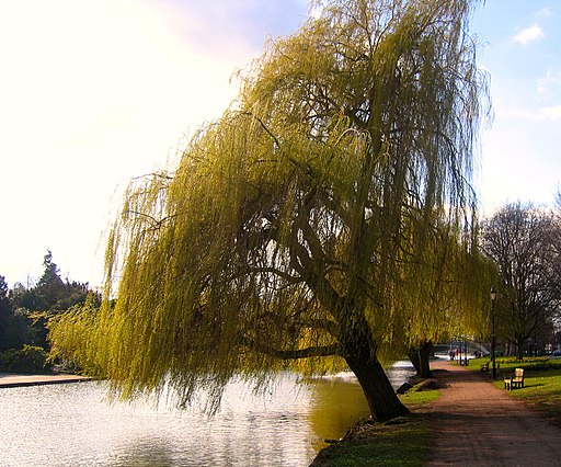Flickr - ronsaunders47 - The weeping Willow..1