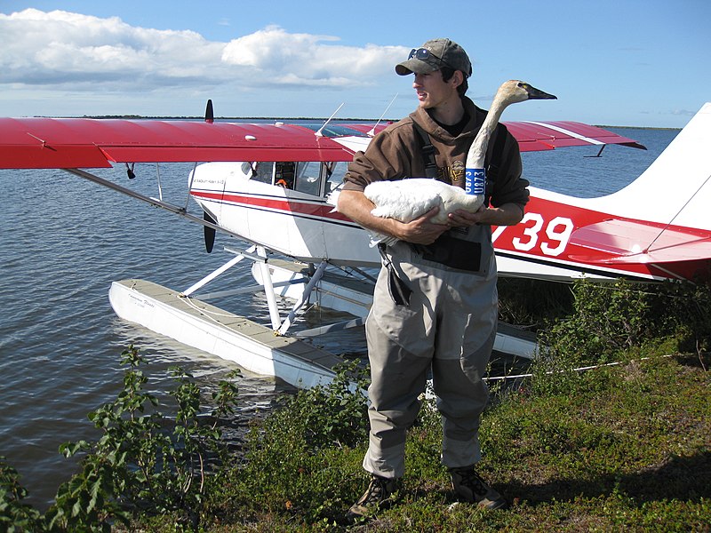 File:Floatplane in Alaska (5167178177).jpg