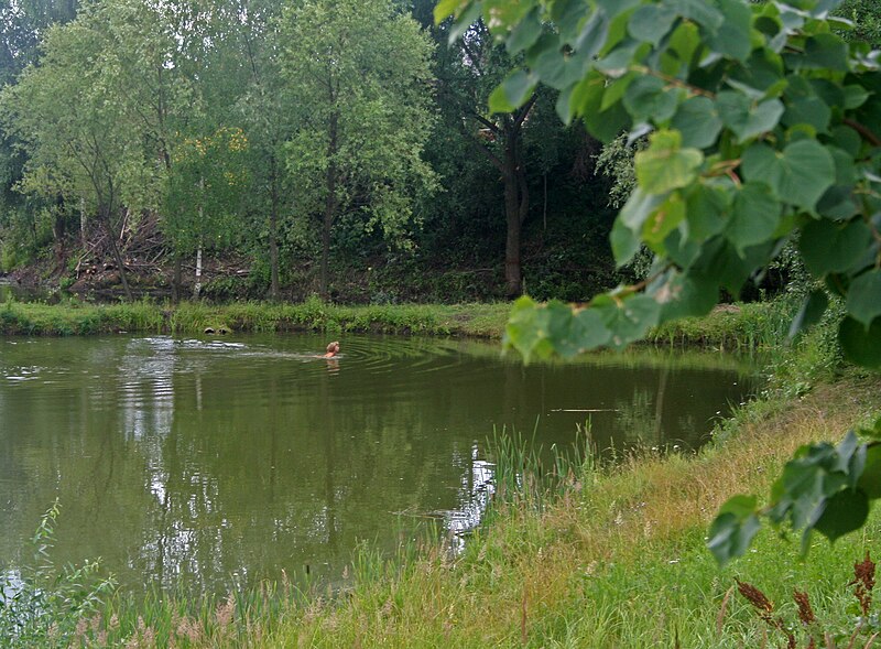 File:Flora, Moskovskaya oblast' Russia, 140185 - panoramio - Andris Malygin.jpg