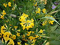 Lotus corniculatus