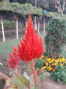 Flowers in B. R. Ambedkar Park, January 2017 Flower Nalco BR AMBEDAKAR PARK.jpg