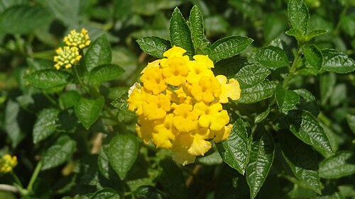 Flower in perathanai garden (9).JPG