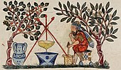 A medieval physician preparing an extract from a medicinal plant, from an Arabic Dioscorides, 1224 Folio Materia Medica Dioscurides Met 13.152.6 (cropped).jpg