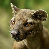 Fossa fényképe.