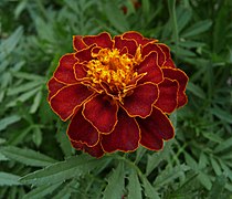 French marigold garden 2009 G1.jpg