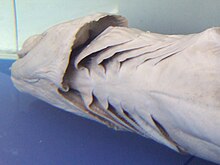 The head of a preserved shark lying on its side, showing large, flared gill slits