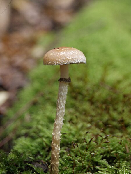 Tập_tin:Fungus-016.jpg