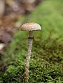 * Nomination Stropharia squamosa. --Bartiebert 20:41, 7 April 2011 (UTC) * Decline Too low dof, only the front section of the cap is in focus. --Quartl 17:10, 8 April 2011 (UTC)