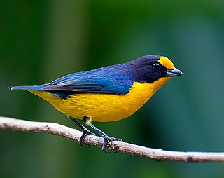 <span class="mw-page-title-main">Violaceous euphonia</span> Species of bird