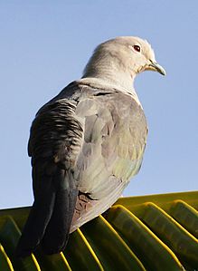 PIGEON IMPERIAL GRIS.jpg