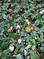 Galanthus reginae-olgae