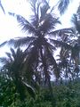 Galkata Hena Coconut Tree's Area - panoramio.jpg