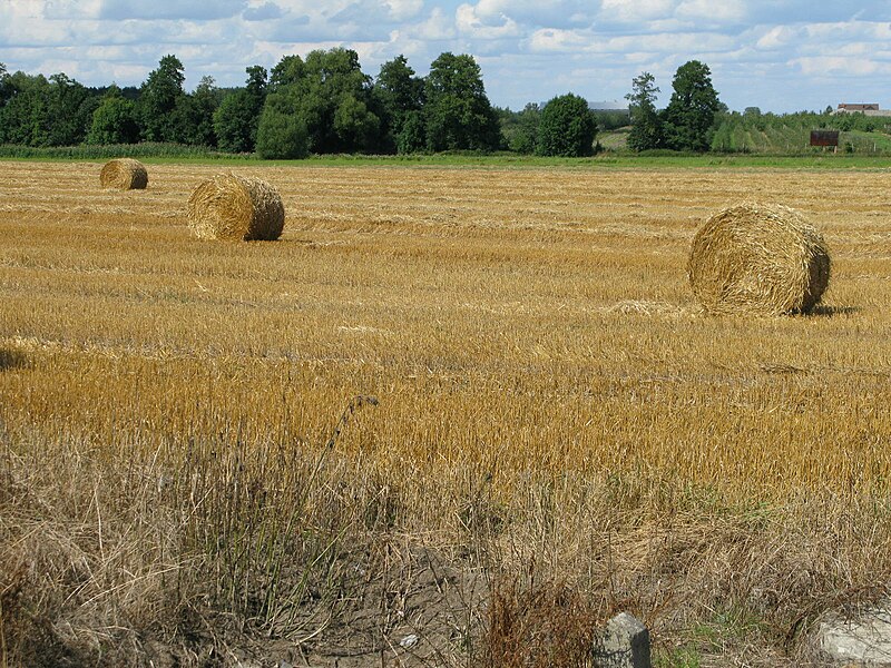 File:Garbatka Jastrzębiec, żniwa - panoramio.jpg