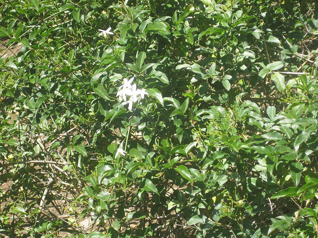 Jasminum tortuosum