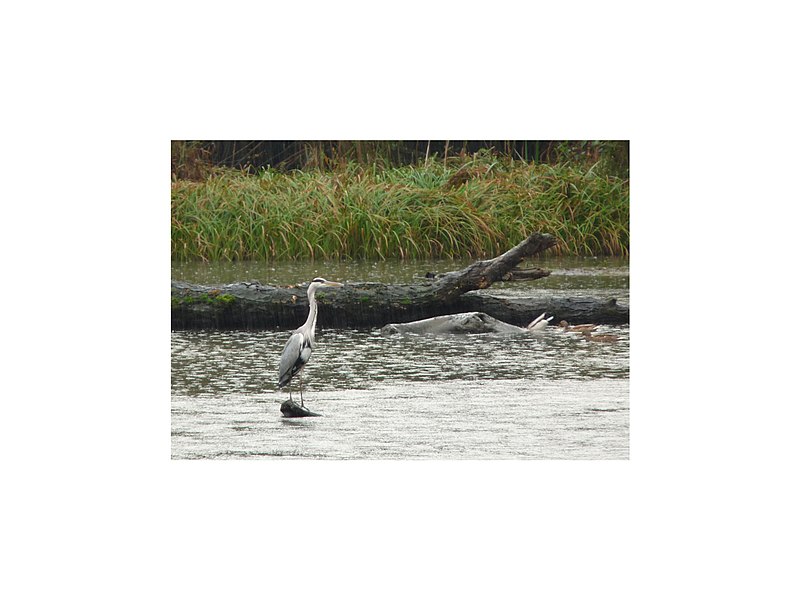 File:Garza en Pilutuertu - panoramio.jpg