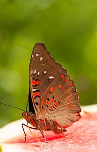 在吸食果汁的紅斑翠蛺蝶 Euthalia lubentina