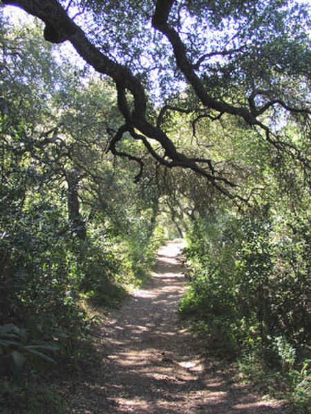 California oak woodlands, in Gaviota State Park, near Santa Barbara, California