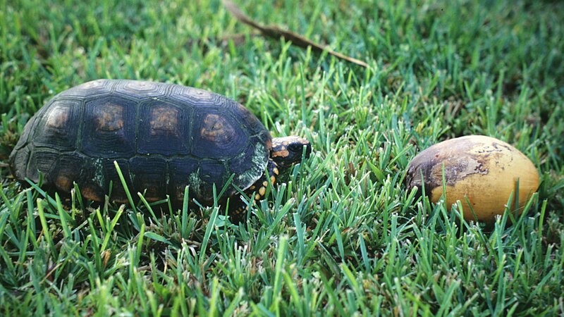 File:Geochelone denticulata 3 (Suriname).jpg