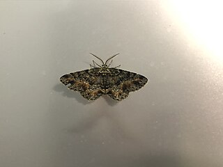 <i>Calicha</i> Genus of moths