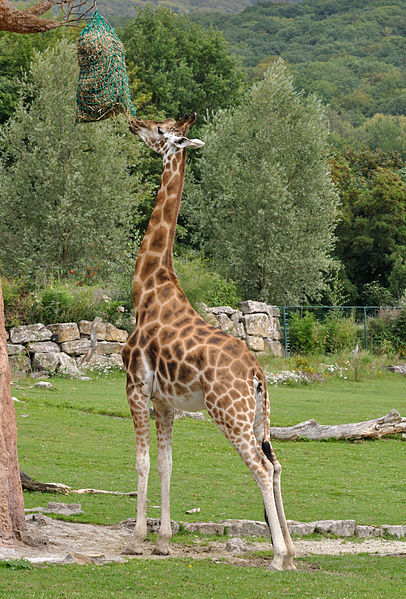 File:Giraffa camelopardalis rothschildi qtl1.jpg