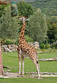 * Nomination Rothschild Giraffe feeding. --Quartl 20:40, 10 August 2011 (UTC) * Promotion Good quality. --Raghith 07:39, 11 August 2011 (UTC)
