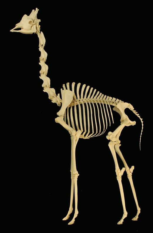 Het skelet van een giraffe