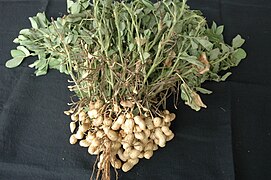 Peanuts (Arachis hypogaea)