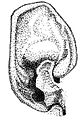 Glauconycteris cf. poensis ear and tragus - ZooKeys-285-089-g003-bottom-left.jpeg