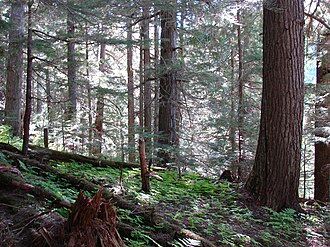 Old growth Interior Cedar-Hemlock forest in the Goat River valley Goat River Forest.JPG