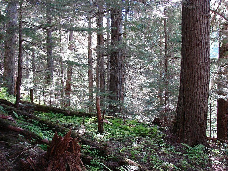 File:Goat River Forest.JPG