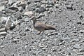 Golden-spotted Ground-Dove (Metriopelia aymara) (8077595112).jpg