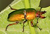 The Golden Stag Beetle BarnstarFor getting Beetle to GA standard, I thank you on behalf of Wikiproject Beetles. Zakhx150 9 March 2017