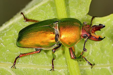 Lamprima aurata