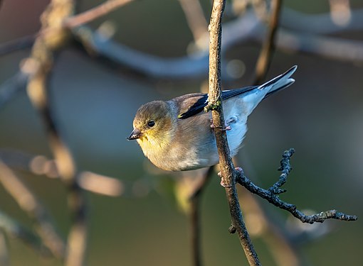 American goldfinch in Green-Wood Cemetery