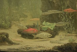 Goud- en zilvervisjes in een aquarium