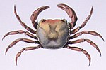 Miniatura para Trichodactylidae